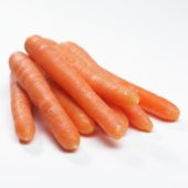 Daucus carota