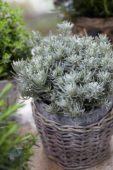 Helichrysum italicum