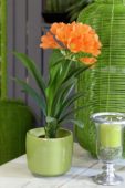 Clivia miniata