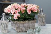 Begonia elatior Borias