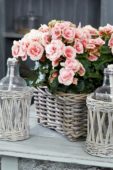 Begonia elatior Borias