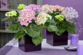 Hydrangea macrophylla Blaumeise