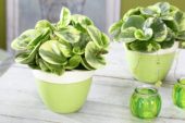 Peperomia obtusifolia Golden Genua