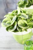 Peperomia obtusifolia Golden Genua
