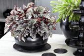Begonia Beleaf Nordic Glacier