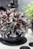 Begonia Beleaf Nordic Glacier