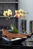 Phalaenopsis