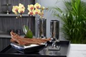 Phalaenopsis