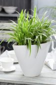Chlorophytum comosum Ocean