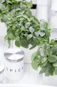 Kamerplant