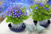 Senecio cruentus