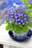 Senecio cruentus