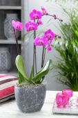 Phalaenopsis