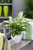 Dieffenbachia seguine Amoena