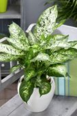 Dieffenbachia seguine Amoena