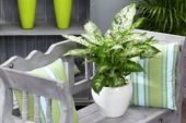 Dieffenbachia seguine Amoena