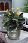 Calathea crocata