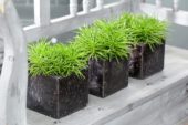 Senecio Himalaya