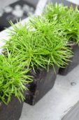 Senecio Himalaya