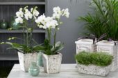 Phalaenopsis hybr. Fifi Marqui
