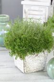 Soleirolia soleirolii