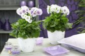 Primula obconica