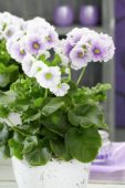 Primula obconica