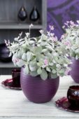 Kalanchoe pumila