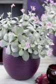 Kalanchoe pumila