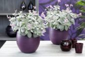 Kalanchoe pumila