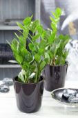 Zamioculcas zamiifolia