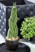 Sansevieria cylindrica 