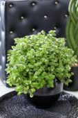 Callisia repens