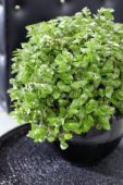 Callisia repens