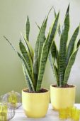 Sansevieria