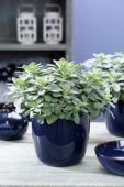 Senecio Mountain F. Fuji Blue