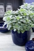 Senecio Mountain F. Fuji Blue