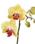 Phalaenopsis yellow
