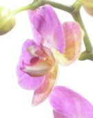 Phalaenopsis pink
