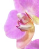 Phalaenopsis pink