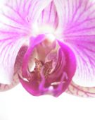 Phalaenopsis roze
