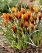 Crocus chrysanthus Orange Monarch