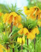 Fritillaria Striped Beauty