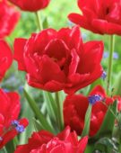 Tulipa Largo