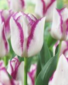 Tulipa Affaire