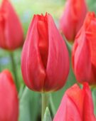 Tulipa Frohnleiten