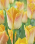 Tulipa Golden Dynasty