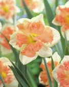 Narcissus Vanilla Peach