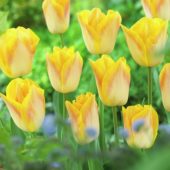 Tulipa Golden Dynasty