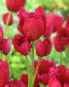 Tulipa Gipsy Love